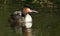 A beautiful adult Great Crested Grebe Podiceps cristatus with its babies on its back, two of which are fighting and one fast asl