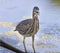 A beautiful adult green heron perched nin the water waiting for lunch.