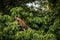 Beautiful adult Green Iguana (Iguana Iguana) in a tree in Tortuguero National Park (Costa Rica)