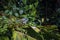 Beautiful adult Green Iguana (Iguana Iguana) in a tree in Tortuguero National Park (Costa Rica)