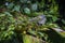 Beautiful adult Green Iguana (Iguana Iguana) in a tree in Tortuguero National Park (Costa Rica)