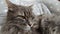 Beautiful adult grey cat laying on grey plaid close up