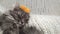 Beautiful adult grey cat sleeping in yellow knitted crown on hand made plaid close up