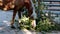 A beautiful adult horse is eating green leaves of a tree.