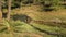 A beautiful adult Indian deer sambar Rusa unicolor stands in a forest clearing