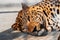 A beautiful adult Jaguar lies on the floor in its metal cage at the zoo. Concept of animal rights protection. Blurred cage