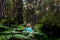 Beautiful adult lady do mindfulness exercises and yoga m editation sit down in the silence of the green nature forest - people
