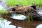 Beautiful adult Mink sticking her head out of a log.