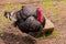 Beautiful adult multi-colored turkey-cock on the farmyard