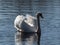 Beautiful adult mute swan (cygnus olor) showing aggression and hostile behaviour with raised wings swimming