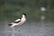 Beautiful adult pied avocet is waking in the water