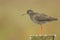 A beautiful adult Redshank Tringa totanus perched on a post.