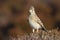 A beautiful adult Skylark Alauda arvensis perched on a bush.