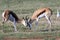 Beautiful adult springbok fighting.