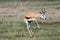 Beautiful adult springbok jumping