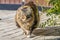 Beautiful adult young tabby longhair fat cat with big yellow eyes is on the gray path in a yard in summer