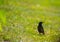 A beautiful adurl common starling feeding in the grass before migration. Sturnus vulgaris.