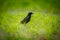 A beautiful adurl common starling feeding in the grass before migration. Sturnus vulgaris.