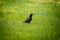 A beautiful adurl common starling feeding in the grass before migration. Sturnus vulgaris.