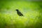 A beautiful adurl common starling feeding in the grass before migration. Sturnus vulgaris.