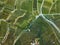 Beautiful aerial landscape of wine yards in South Africa