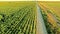 Beautiful aerial view of a deserted country road passing through yellow fields of sunflower