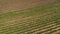 Beautiful aerial view at strawberry field