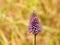 Beautiful aesthetic flower Plantago lanceolata