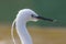 Beautiful aesthetic nature image of a white Little Egret bird. Z