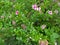 Beautiful and aesthetic pink flowers