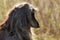 Beautiful Afghan hound dog