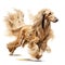 Beautiful Afghan hound running, with silky hair billowing in the wind. Watercolour illustration on white background