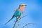 Beautiful African bird, close-up portrait. Detail portrait of beautiful bird. Lilac-breasted roller, Coracias caudatus, head with