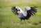 Beautiful african crane in Amboseli