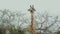 Beautiful african giraffe in savannah