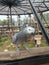 Beautiful African Grey parrot Bird