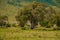 beautiful African landscape in Tanzania with trees and mountains