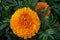 Beautiful African Marigold Deep Orange flower, a deer resistant plant