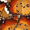 Beautiful African monarch butterfly wings as background, closeup