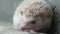 beautiful african pygmy hedgehog baby color leucistic climbs