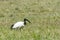 A beautiful African Sacred Ibis