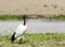 A beautiful African Sacred Ibis near a water hole