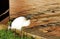 A beautiful African Sacred Ibis roaming near a courtyard