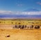 Beautiful African savannah during Great migration