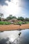 Beautiful african stork on the sandy bank of a stream