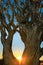 Beautiful african sunset shines trough branches of Quiver tree.