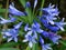 Beautiful agapanthus africanus, photographed in a small garden.