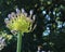 Beautiful agapanthus in bud against a green blurred tree background