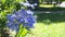 Beautiful Agapanthus flowers during a warm summer morning in the garden