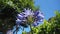 Beautiful Agapanthus flowers during a warm summer morning in the garden